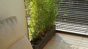 Um sofá bege numa sala iluminada pelo sol, com vista para uma planta de bambu e uma cerca de metal.