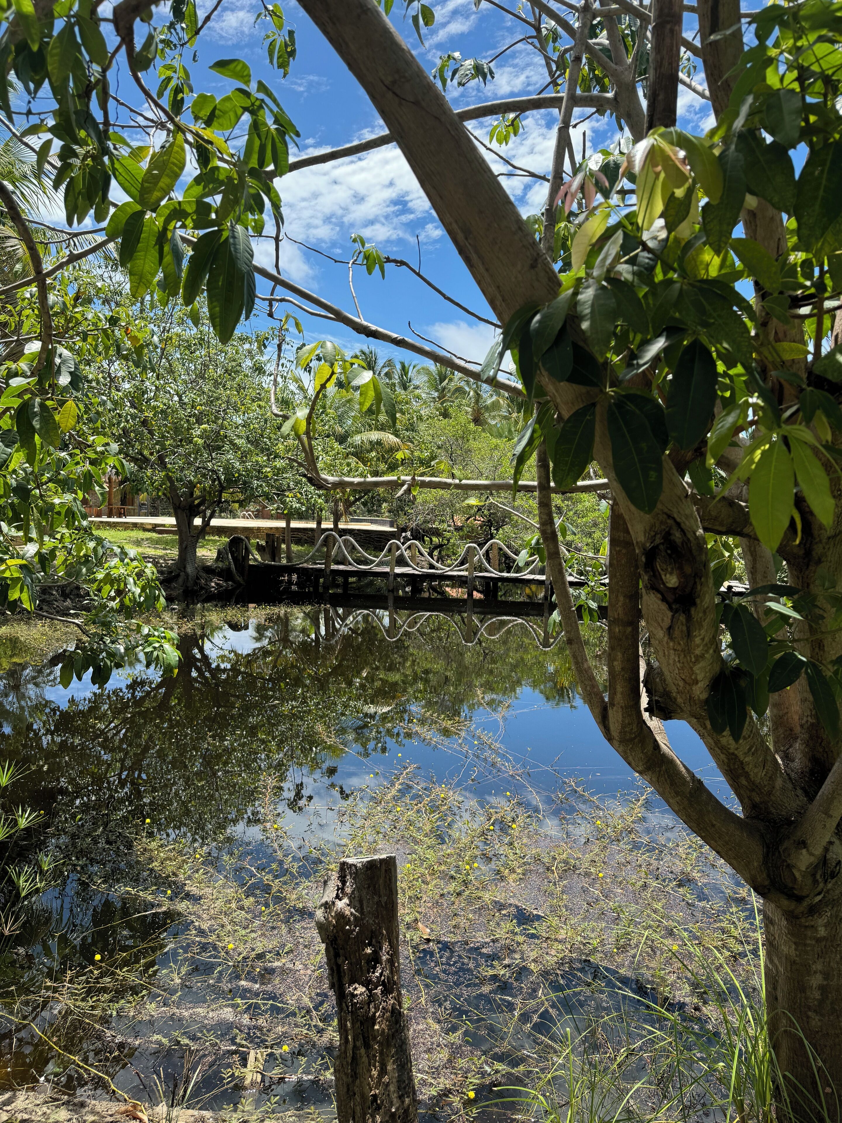 A wooden bridge over a calm water body, surrounded by lush greenery and trees.
