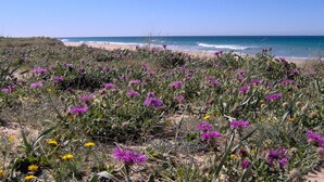 A coastal landscape with a beach, wildflowers, and the ocean.
