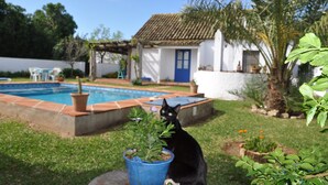 A black cat sitting on grass near a blue potted plant.
