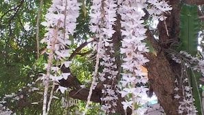 Un árbol con flores blancas colgantes y hojas verdes.