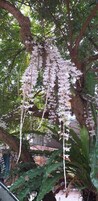 Un árbol con flores blancas colgantes y hojas verdes.