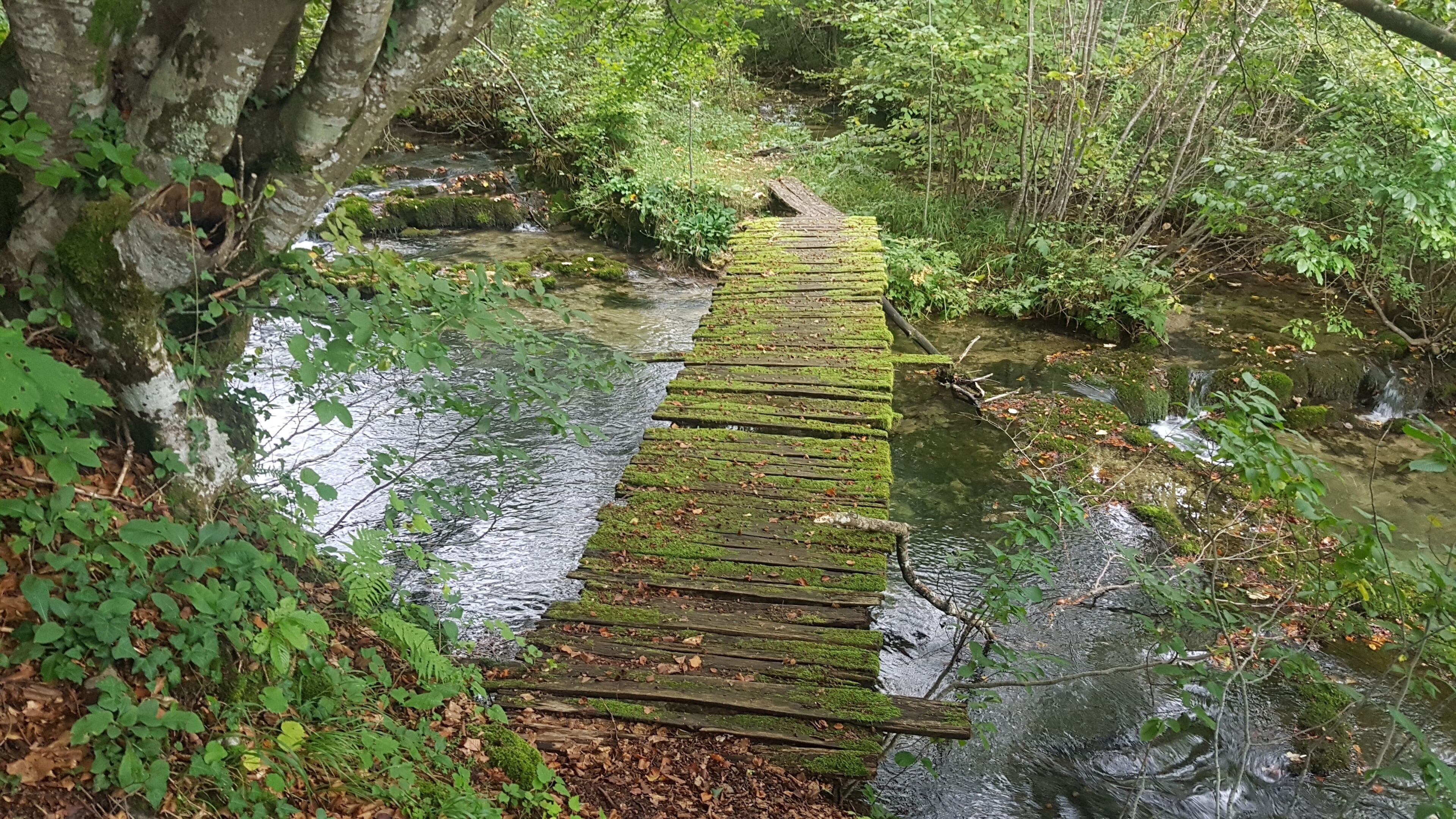 Un puente de madera sobre un arroyo en un bosque.