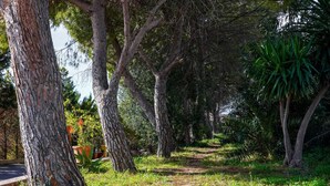 A pathway lined with tall trees and greenery, leading to a building with a brick facade. - Motel - Hotel Nautico Pozzallo (Pozzallo)