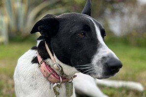 A dog with a black and white coat, wearing a pink collar with a metal tag, sitting outdoors. - Motel - Hotel Nautico Pozzallo (Pozzallo)