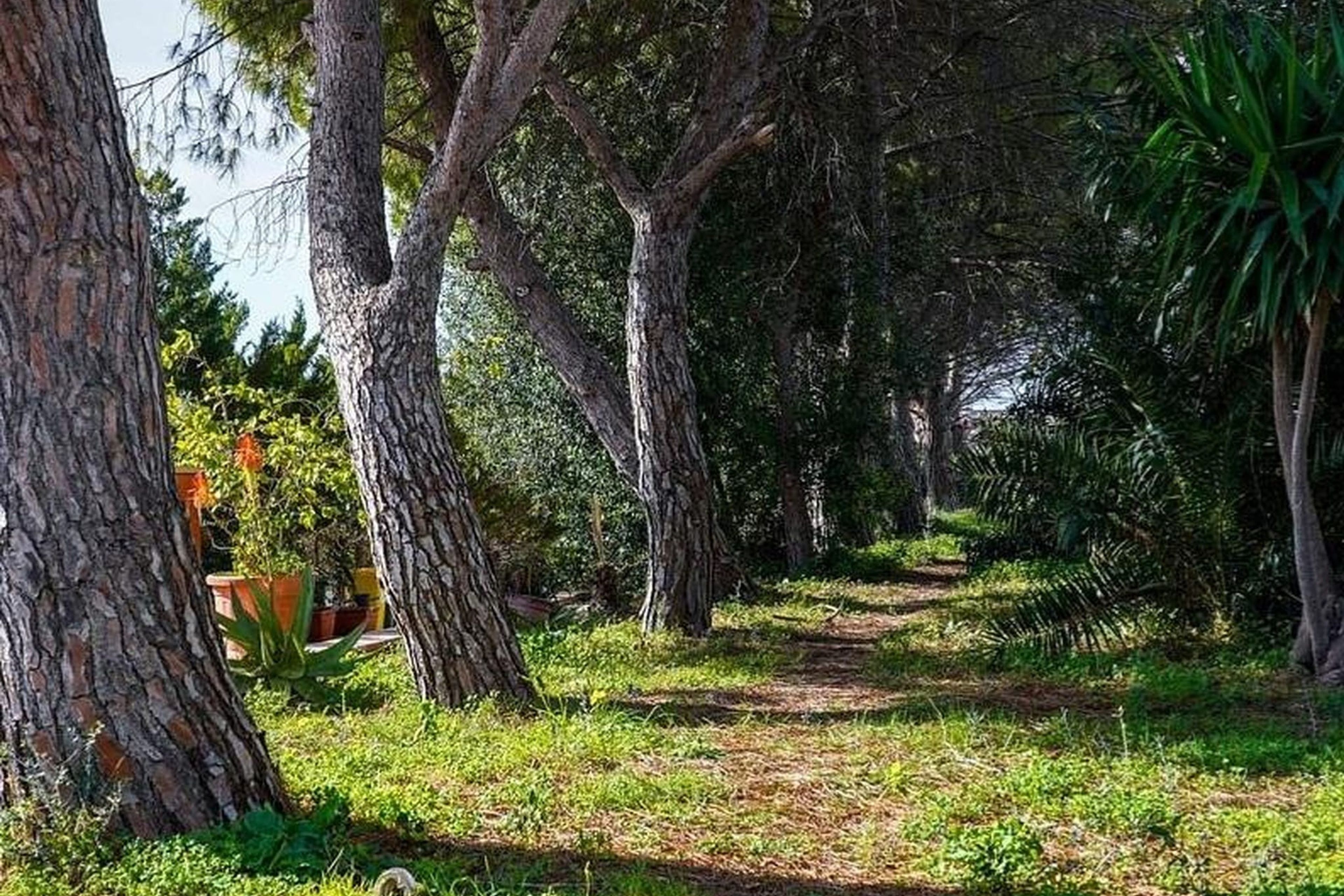 Um caminho serpenteia por uma área arborizada, com árvores e vegetação.