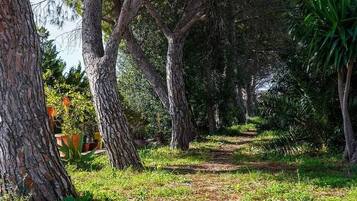 Um caminho serpenteia por uma área arborizada, com árvores e vegetação.