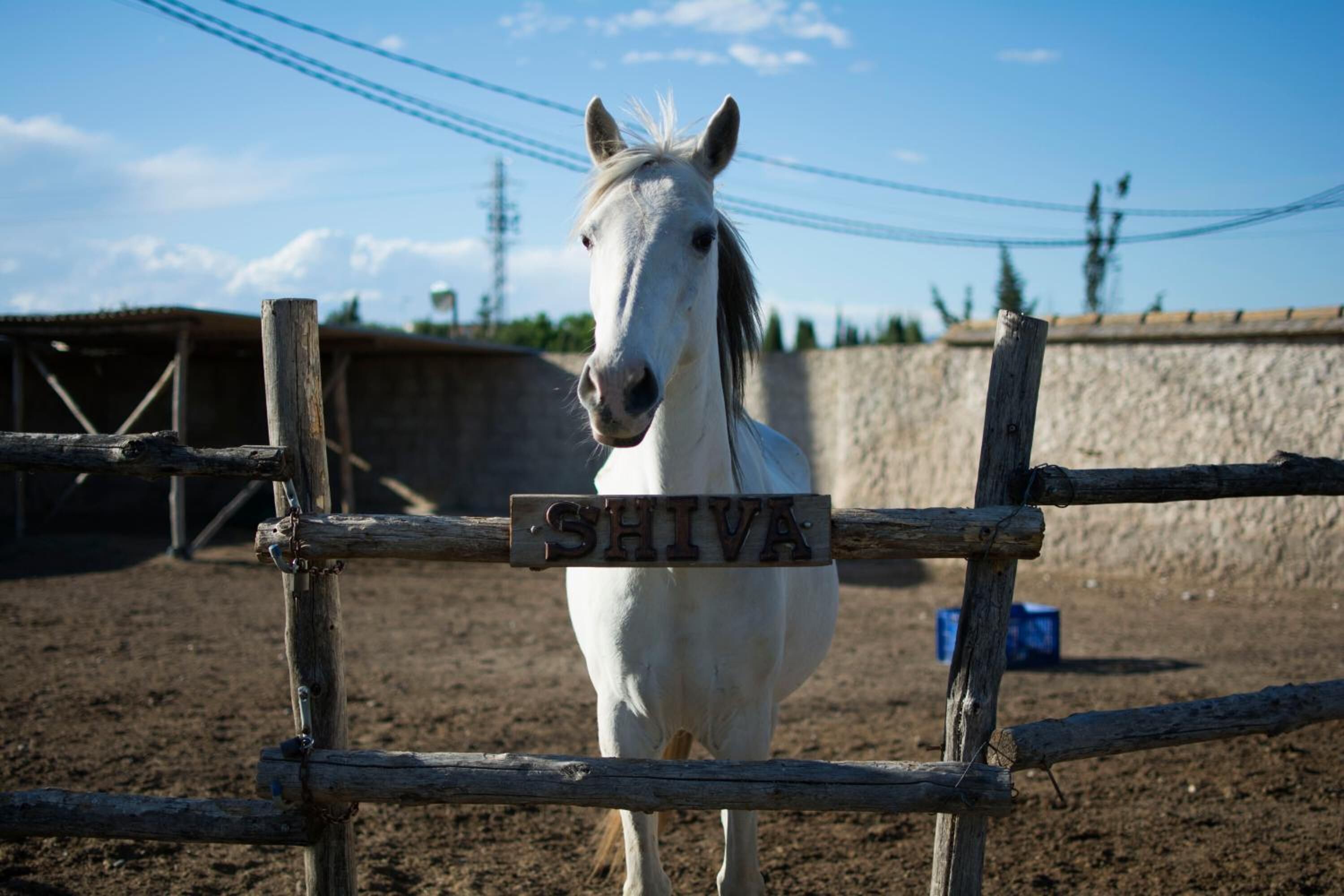 Un caballo blanco llamado SHIVA en un espacio cercado con suelo de tierra y un muro de piedra al fondo.