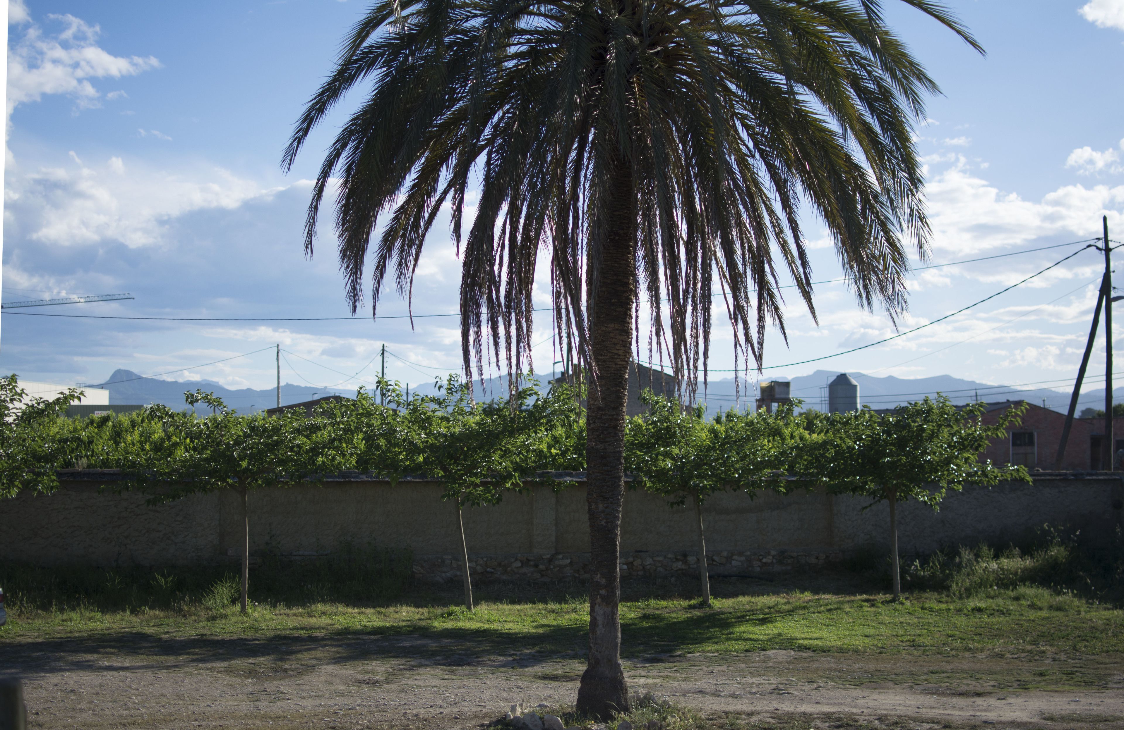 A palm tree in a rural setting with a stone wall and grapevines in the background.