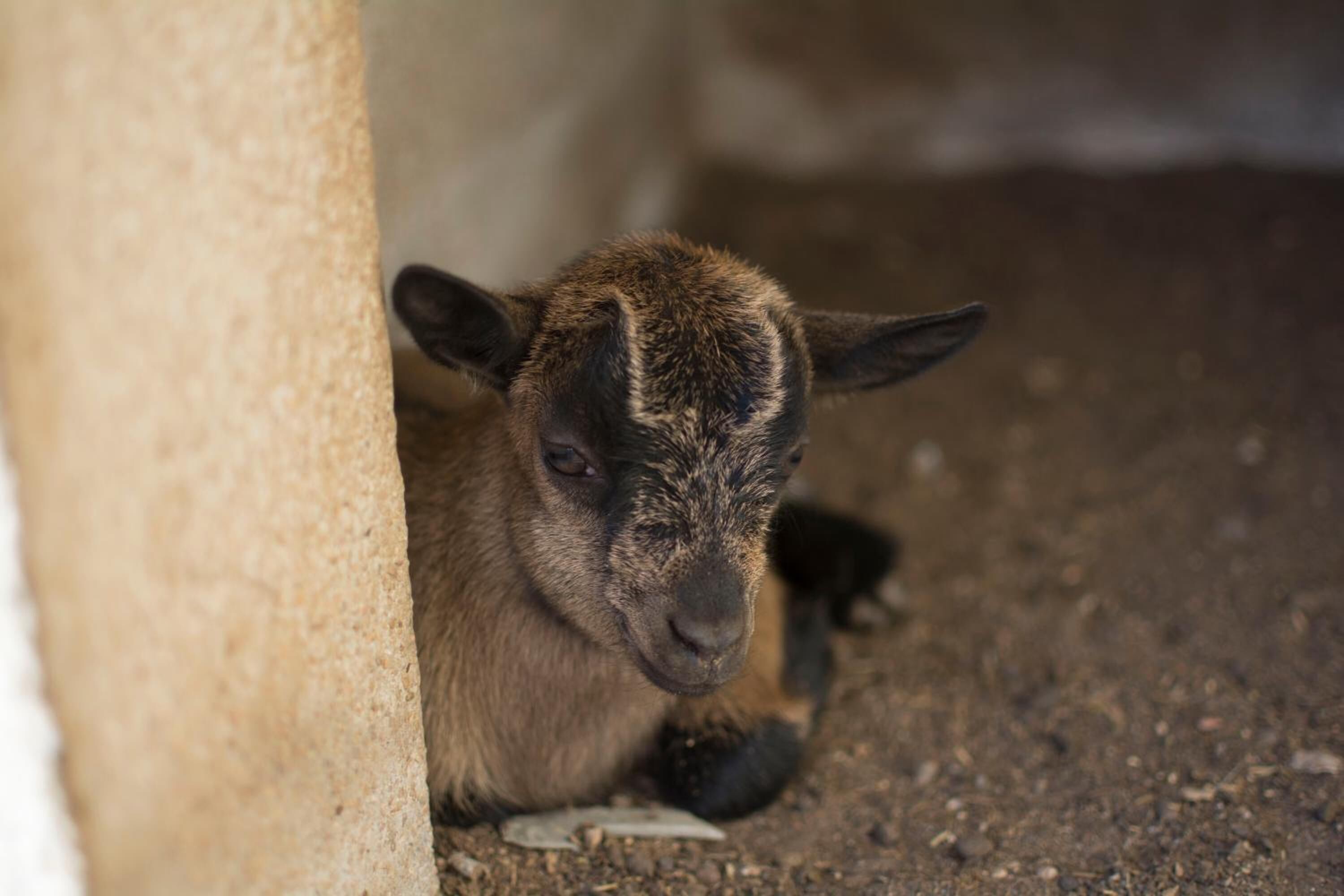 A lamb lying on the ground, partially hidden by a structure.