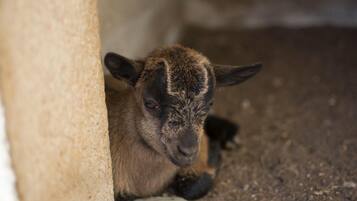A lamb lying on the ground, partially hidden by a structure.