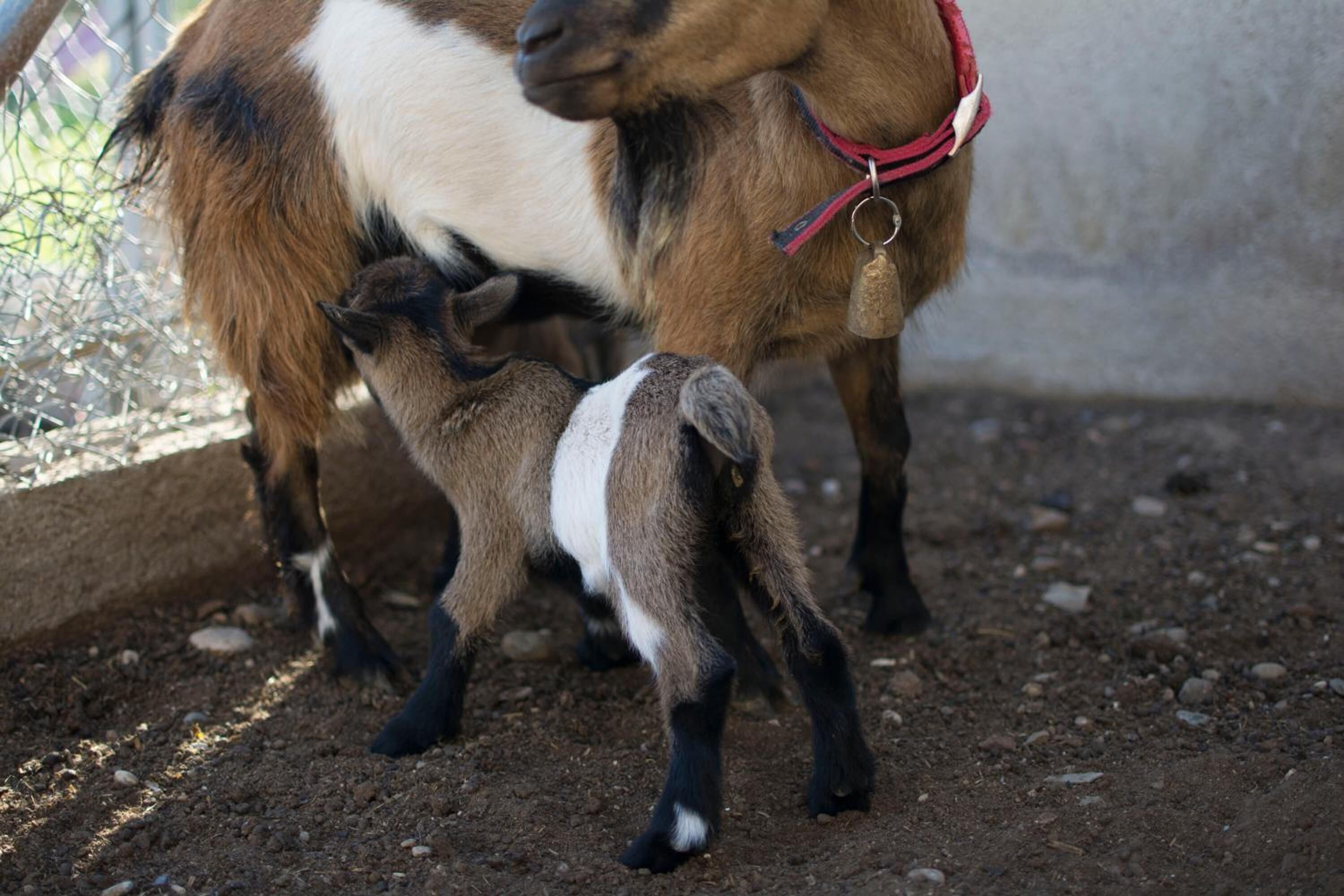 Een geit met een rode halsband naast een kleinere geit.