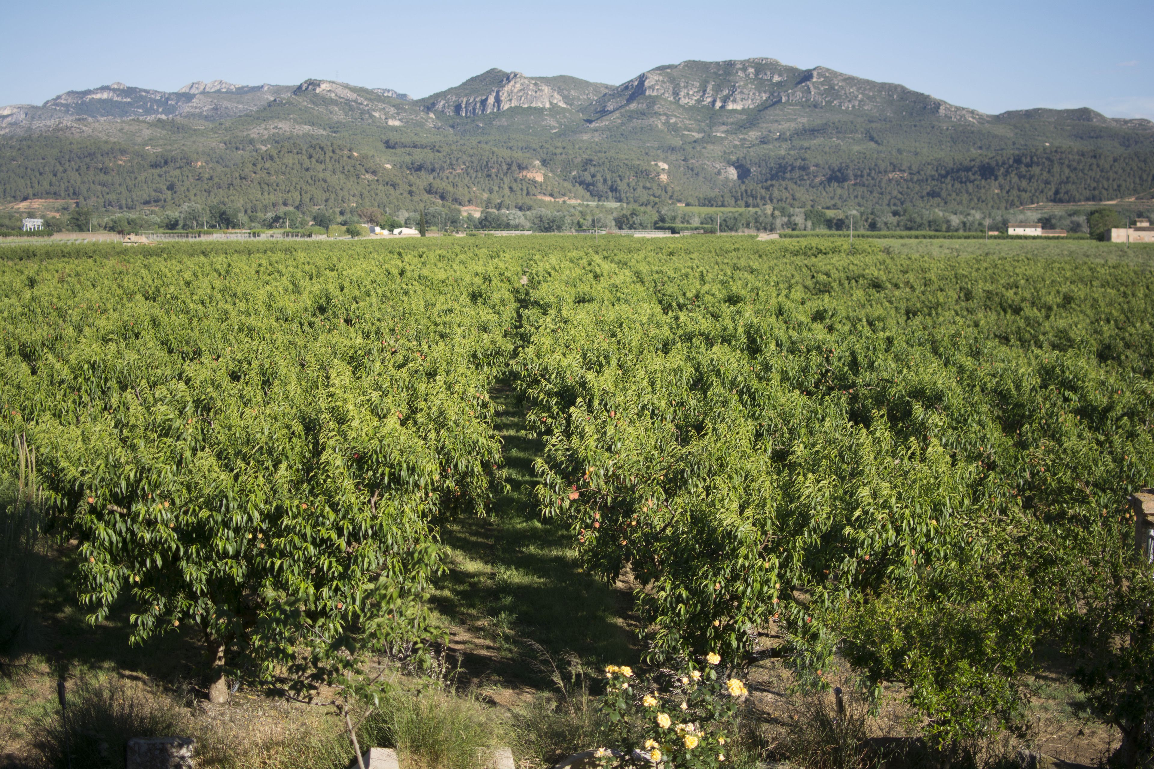 A vineyard with rows of grapevines and a mountainous backdrop.