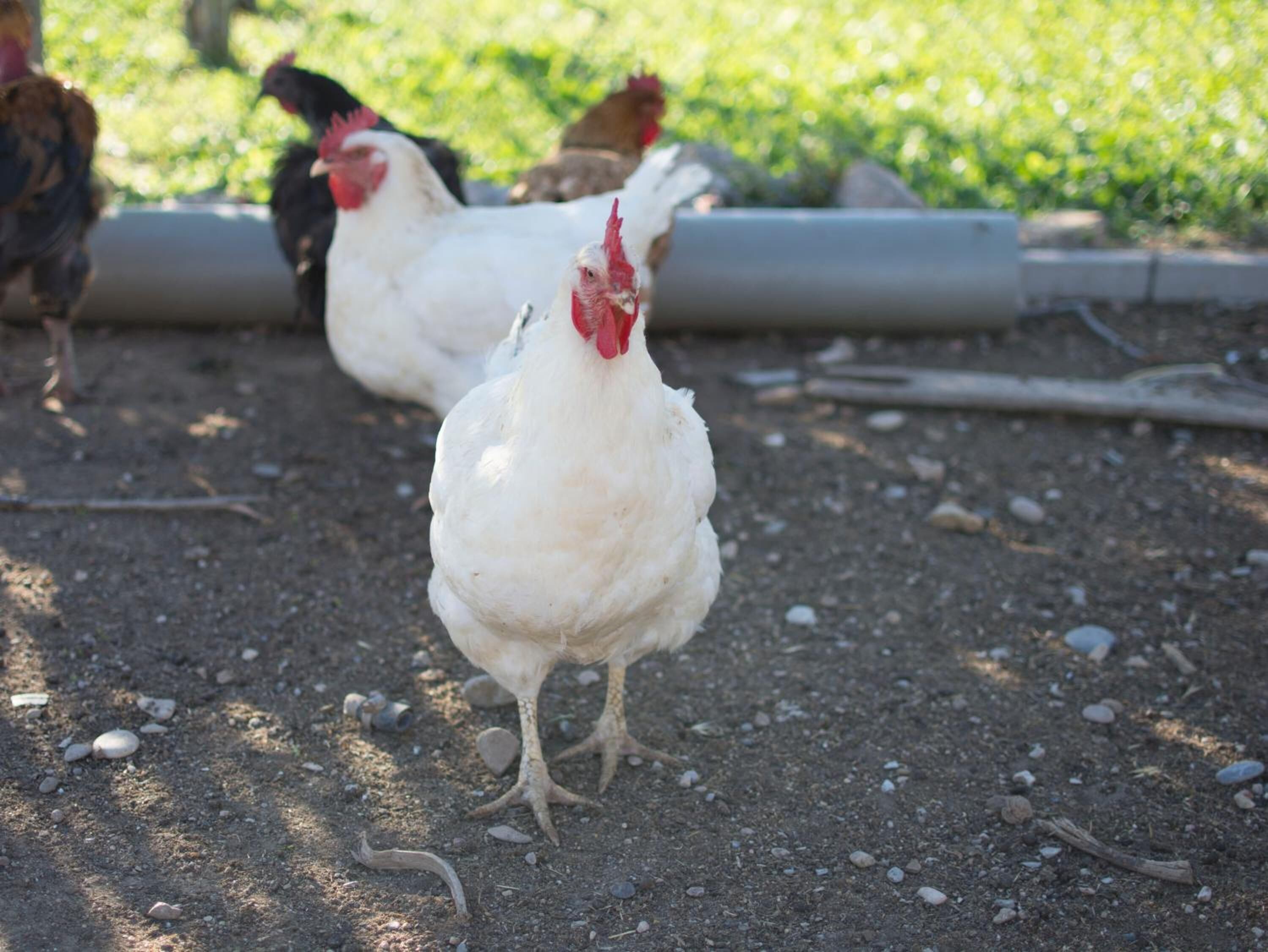 Un groupe de poules se trouve sur un sol en terre, parsemé de pierres, avec un arrière-plan verdoyant.
