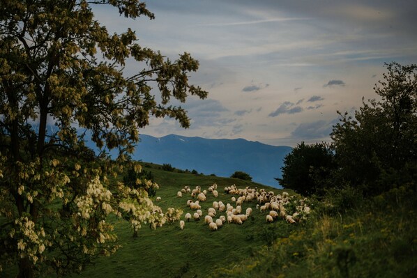 A flock of sheep grazing on a grassy hillside with trees and mountains in the background.