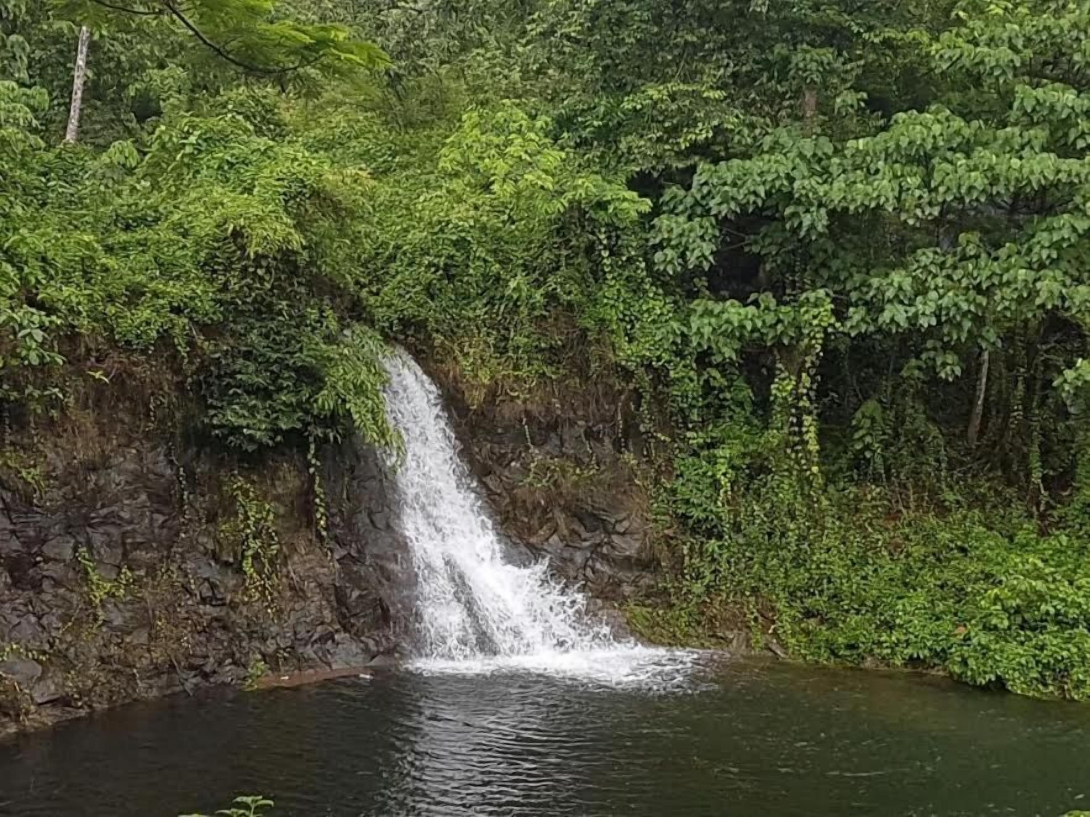 A waterfall in a forested area with a pool at the base.