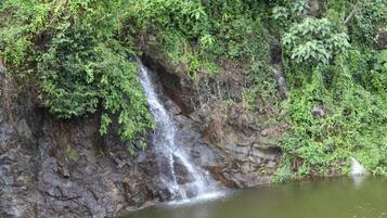 A waterfall cascading down a rocky cliff into a calm pond surrounded by dense greenery.