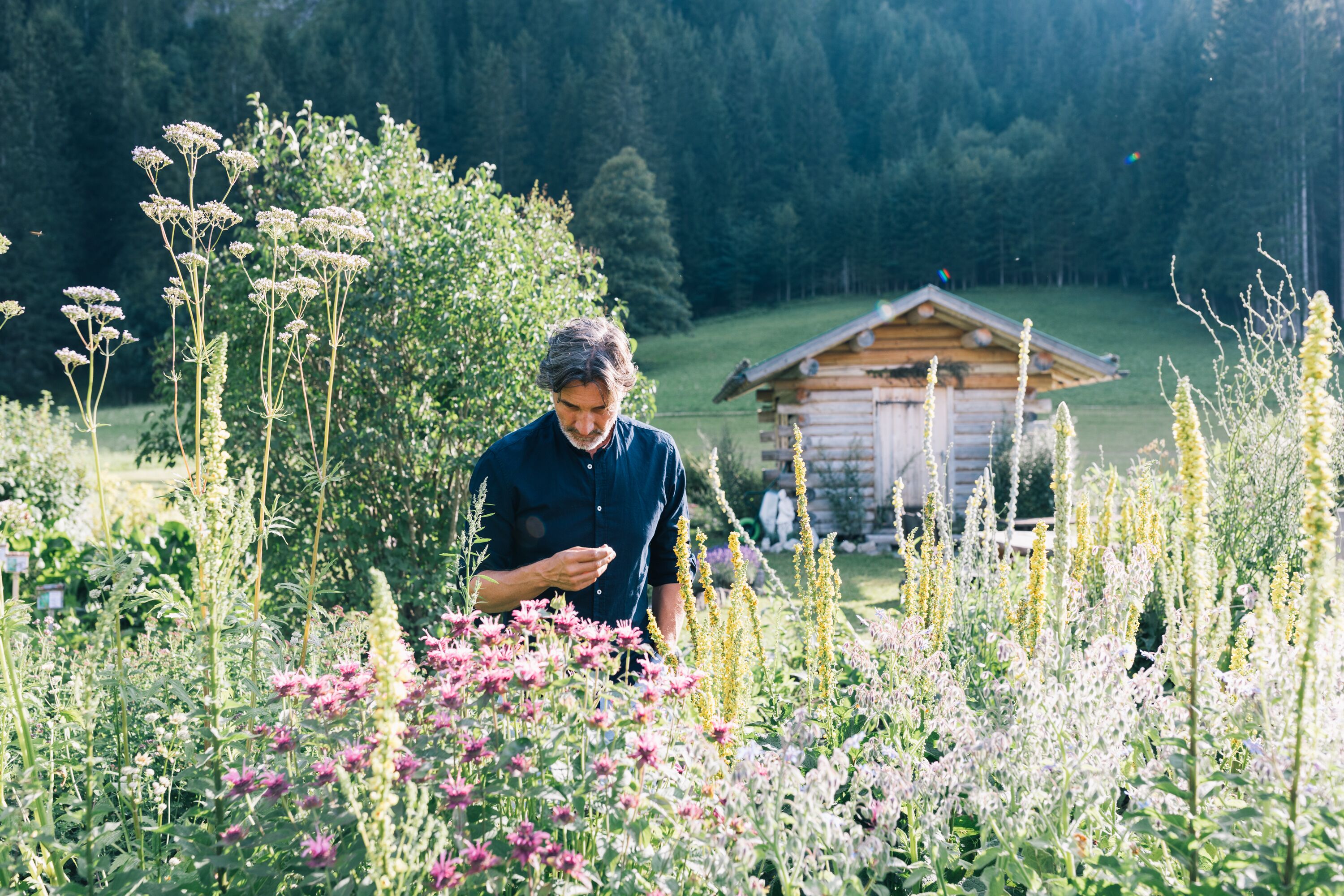 A person in a field with various plants and a wooden cabin in the background.
