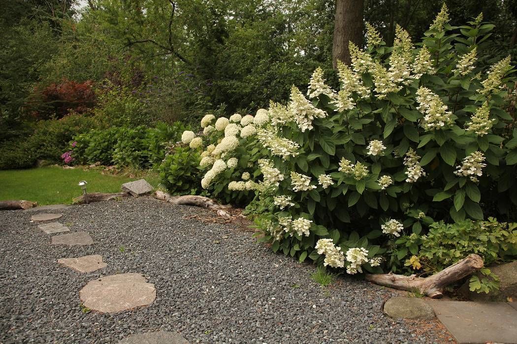 Un jardín con un sendero de grava y piedras que conducen a un grupo de arbustos de flores blancas.