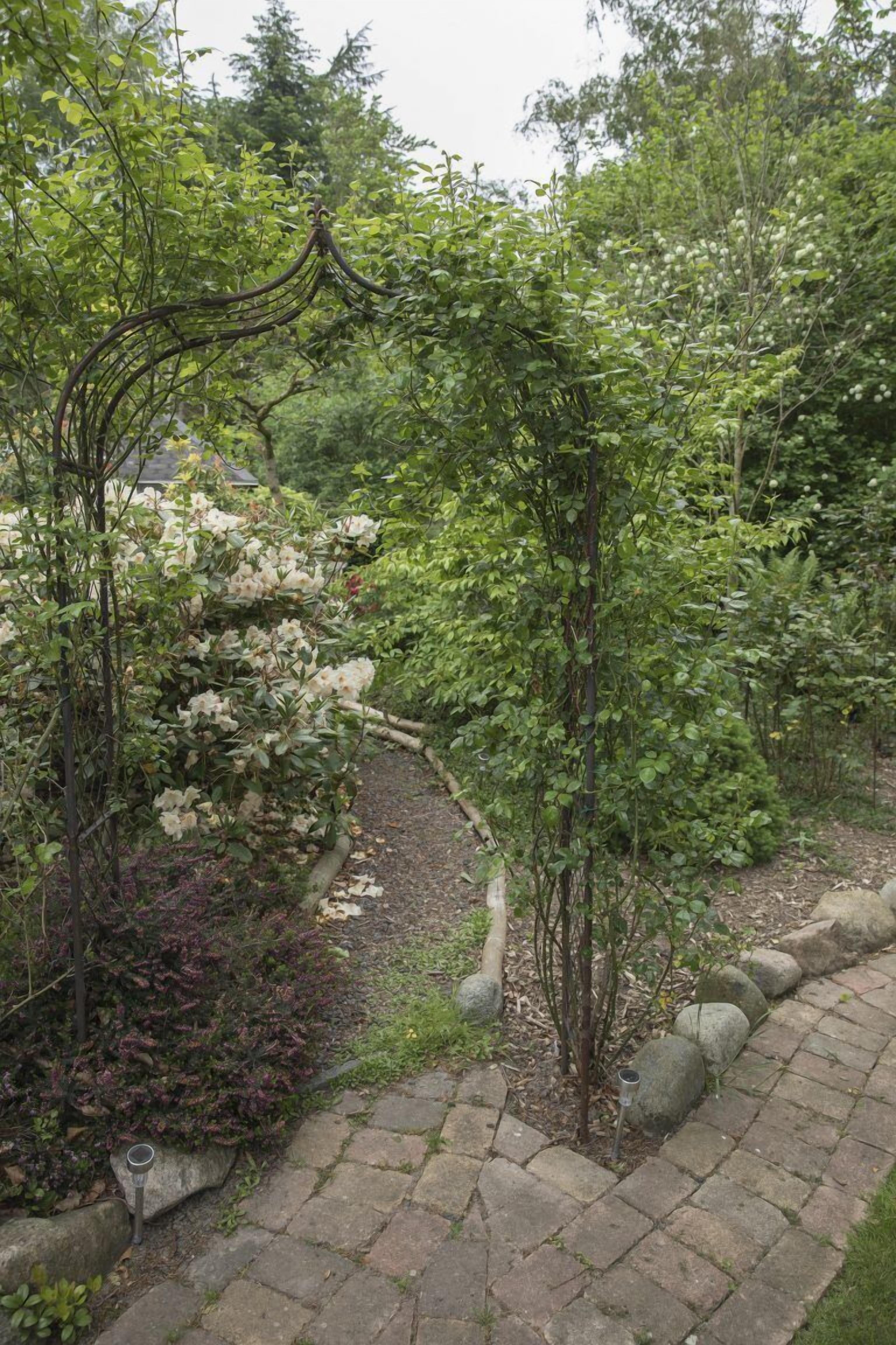 A garden pathway with a variety of plants and a small tree.