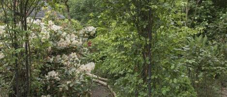 Un sendero en un jardín con diversas plantas y un pequeño árbol.