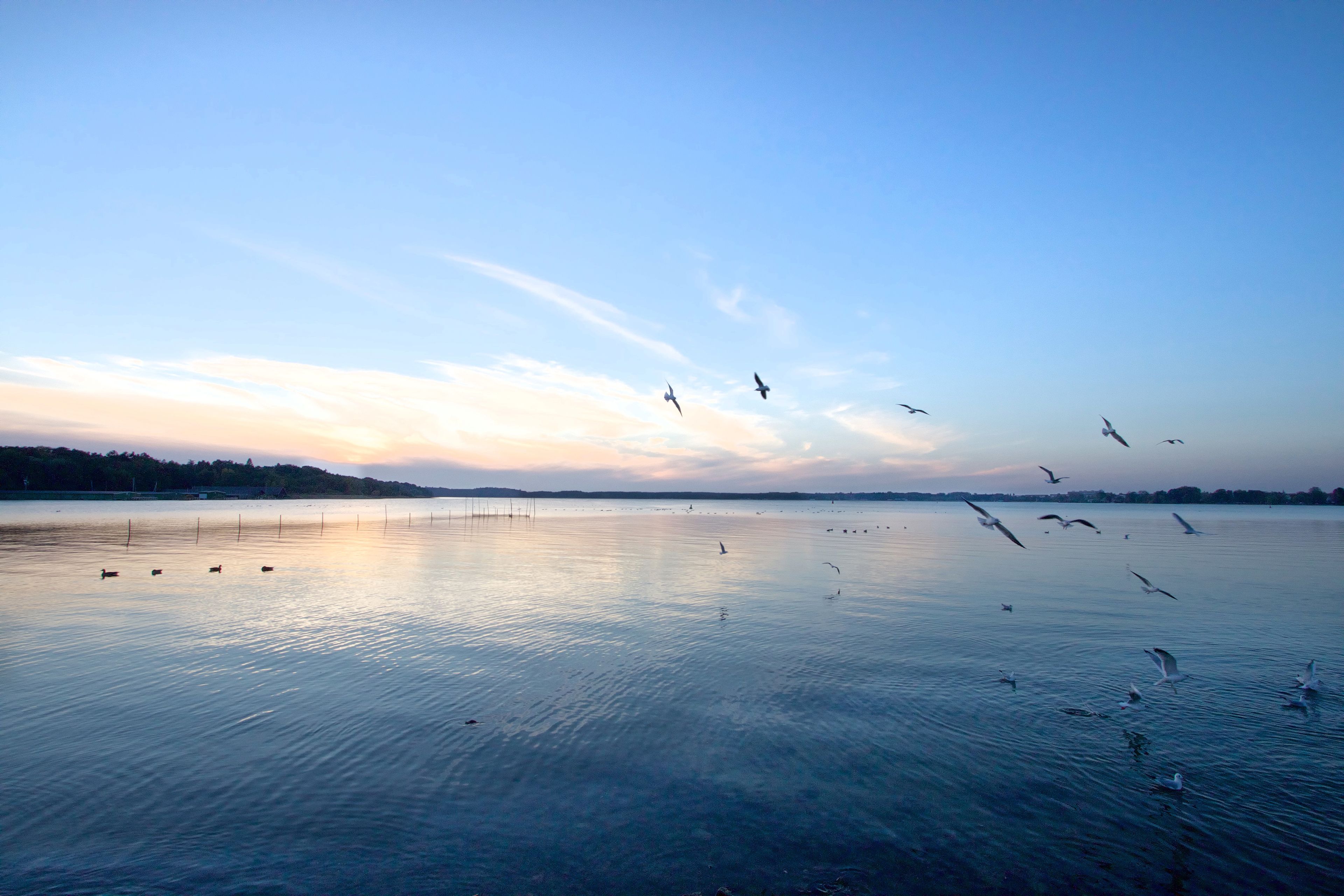 A calm lake with birds flying and resting on the water.