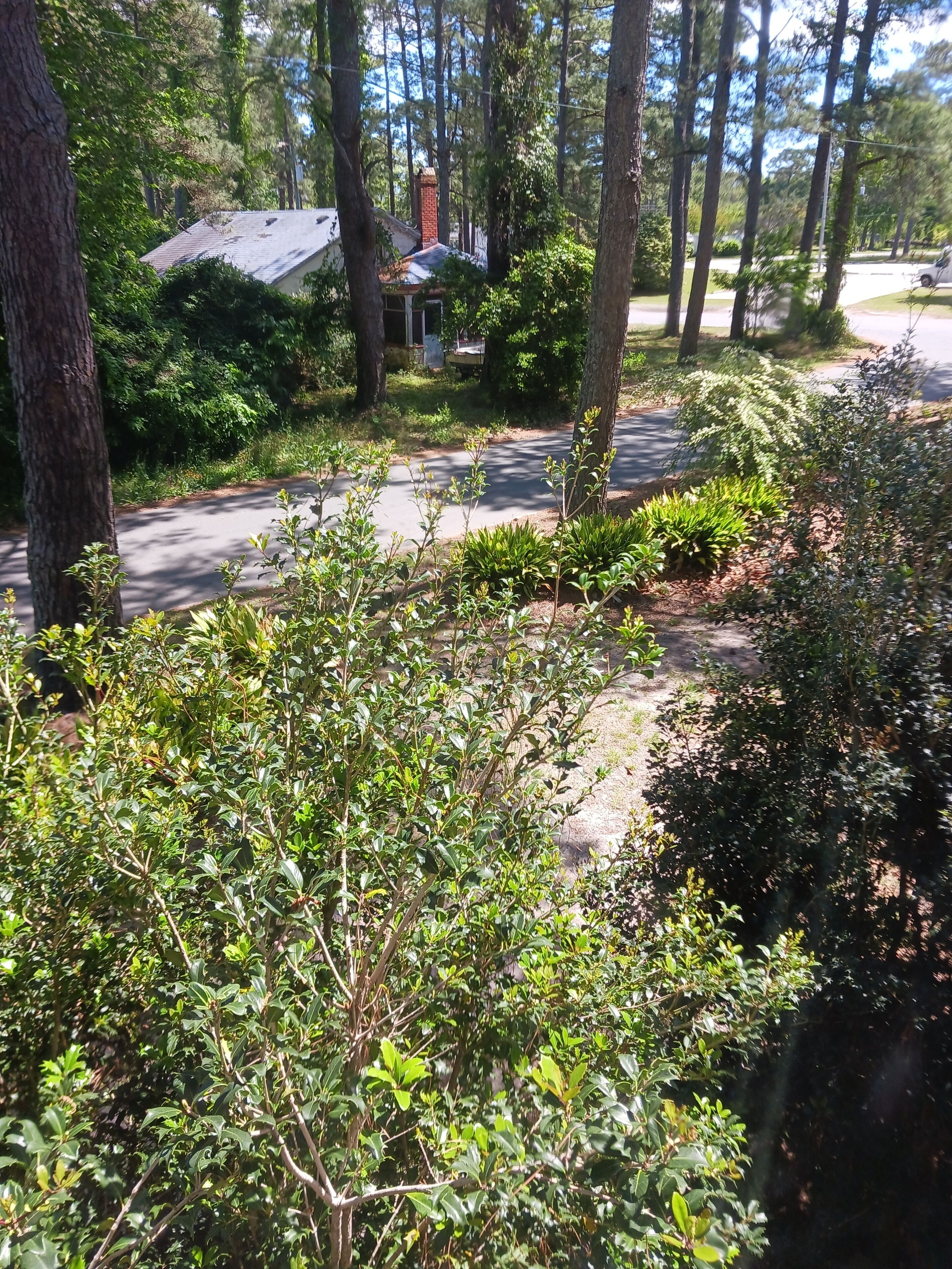 A residential area with a house, a driveway, and surrounding trees.