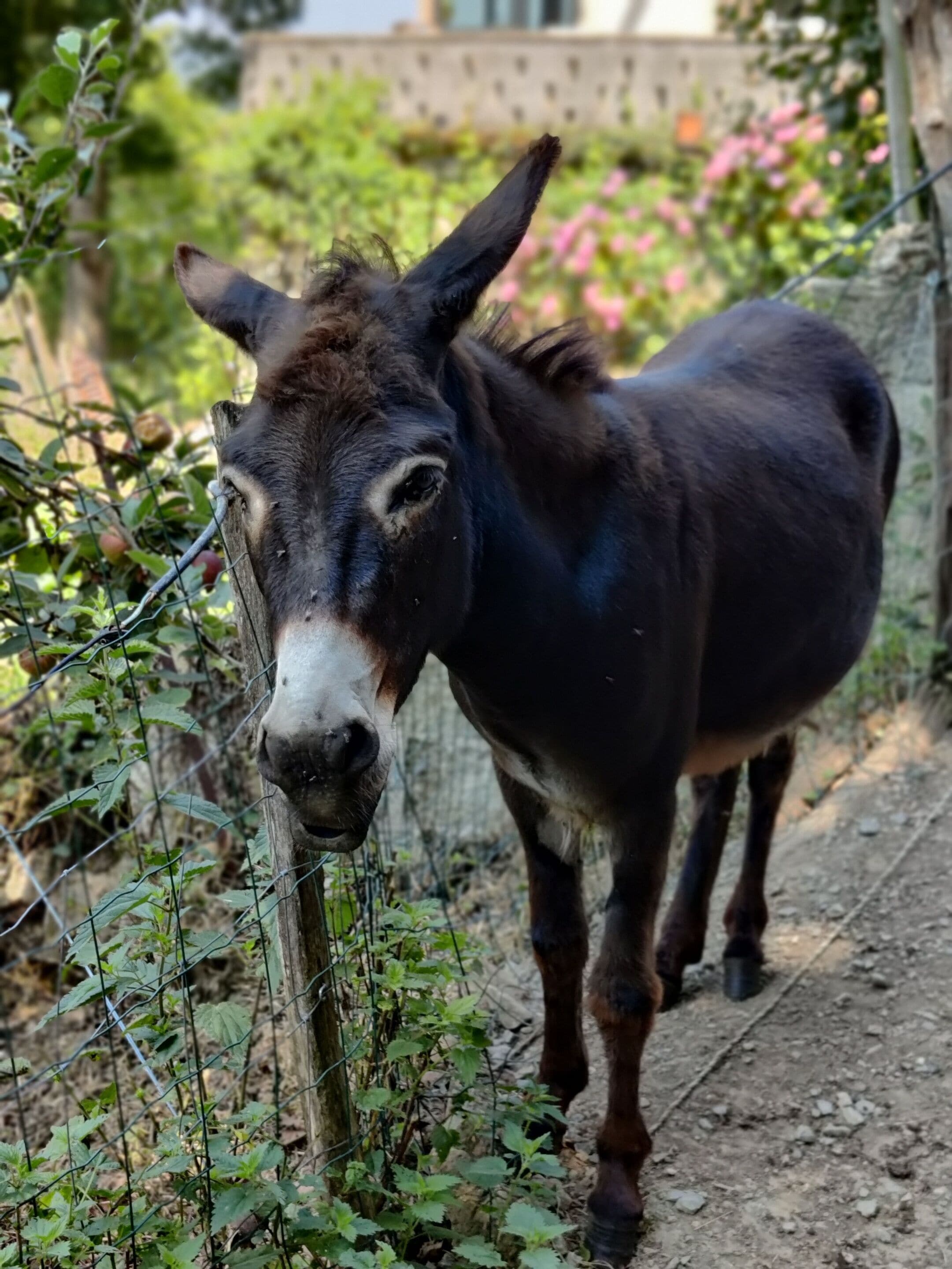 A donkey standing next to a wire fence with greenery and flowers in the background.