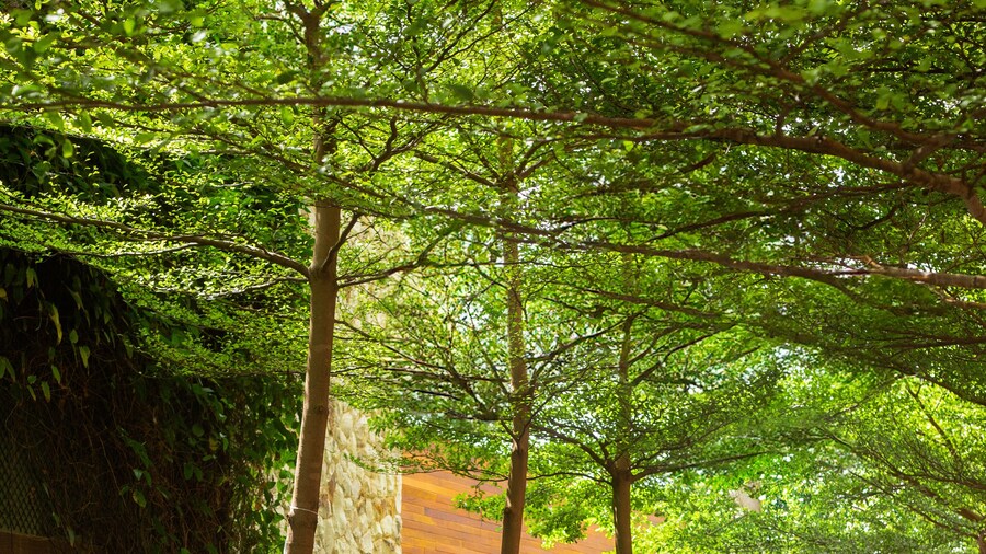 Pauli Boutique Hotel