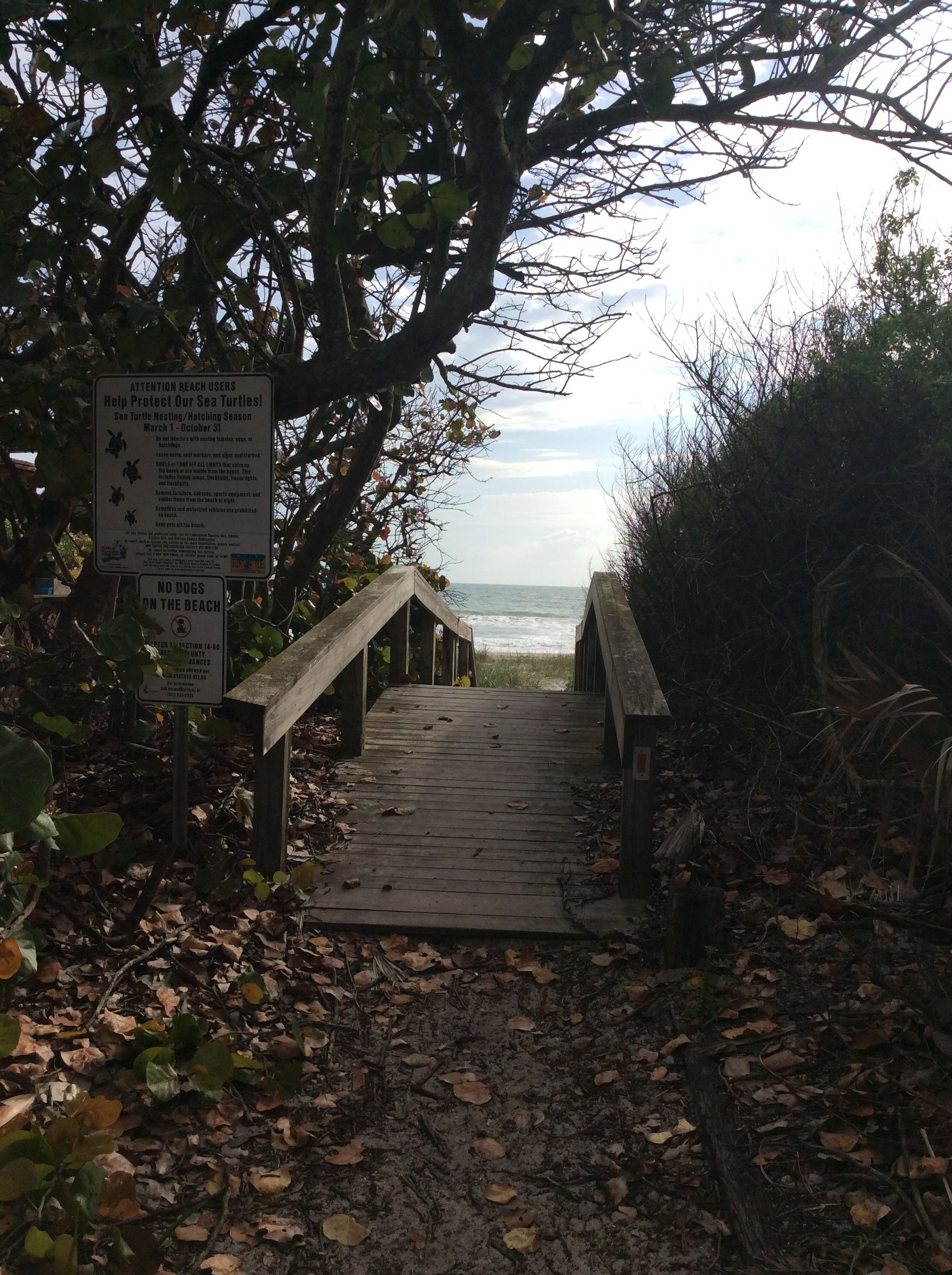 A wooden pathway leading to a beach with signs about sea turtle protection and no dogs allowed.
