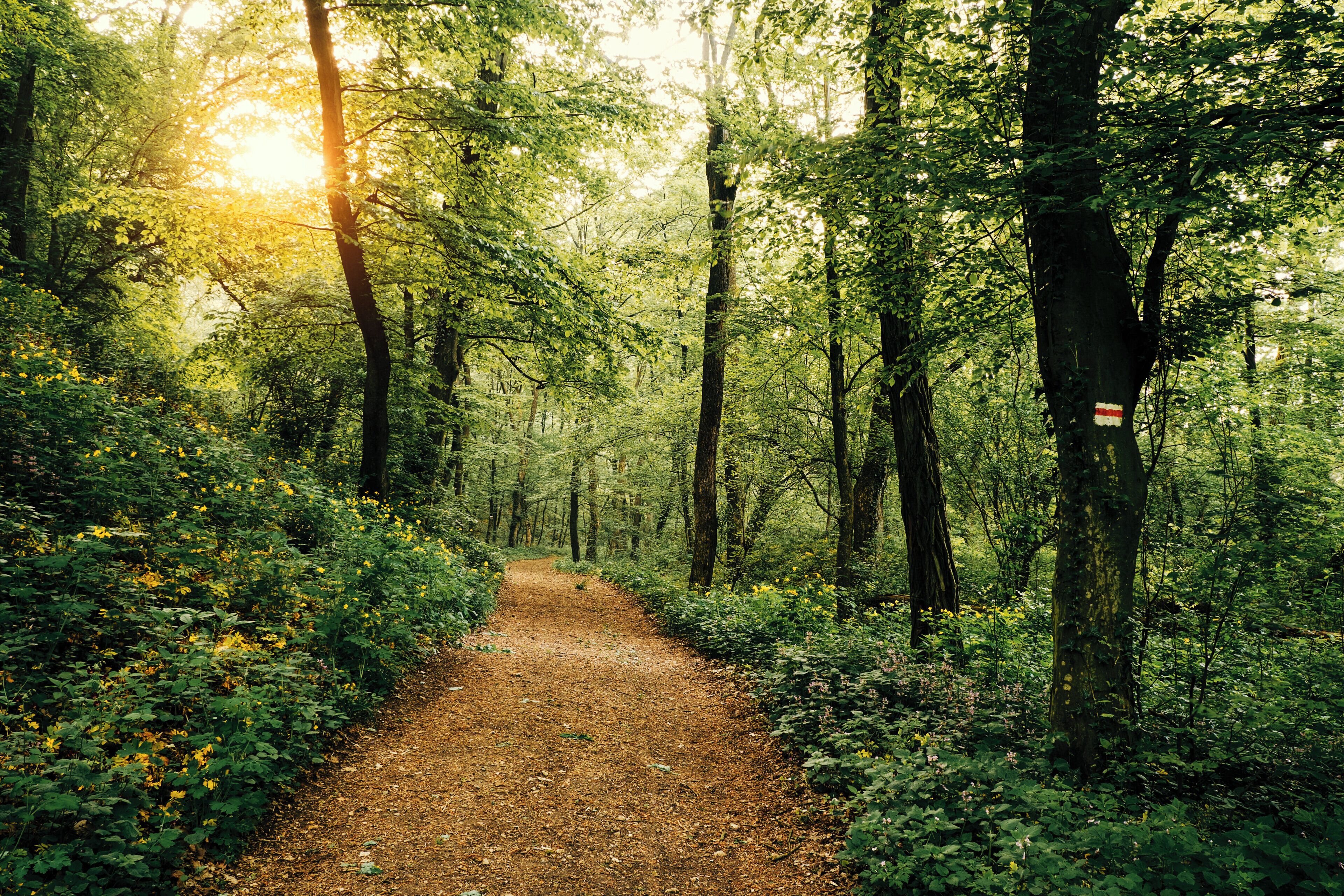 A forest path with trees and foliage.