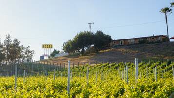 A vineyard with rows of grapevines, a wooden building, and a sign indicating a vacancy.