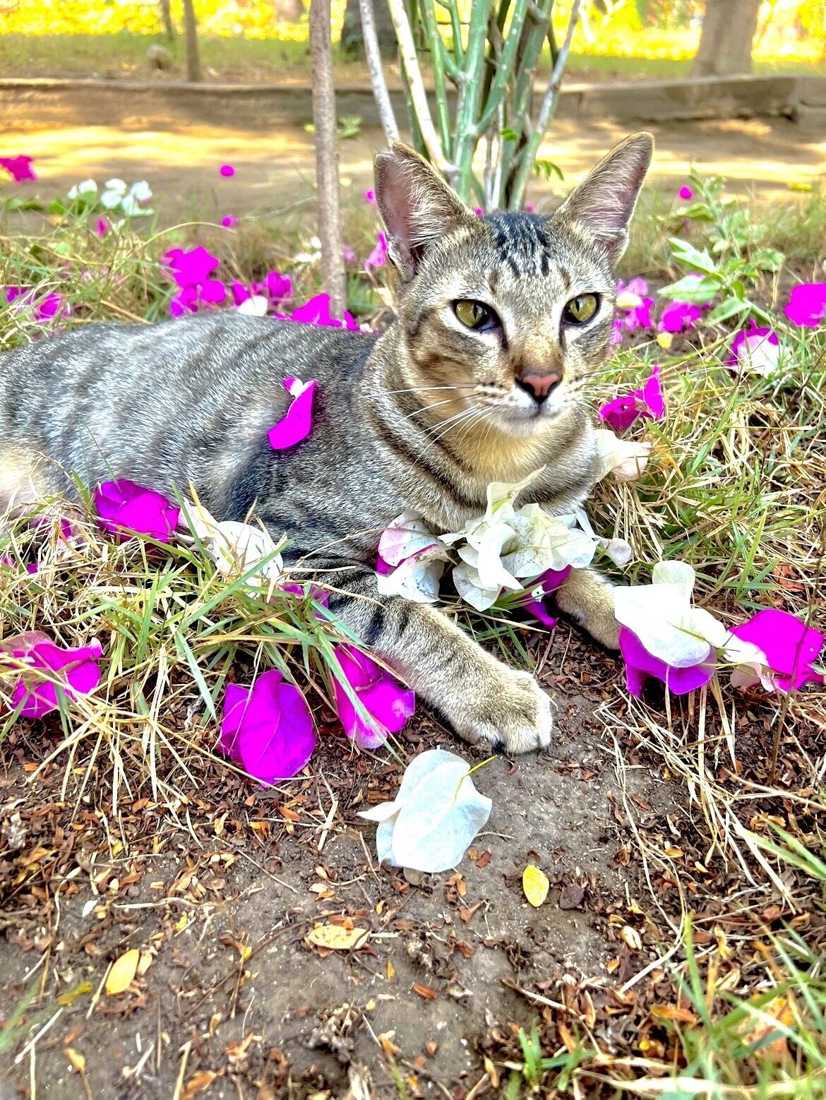 Een kat ligt op de grond, omringd door paarse bloemen.