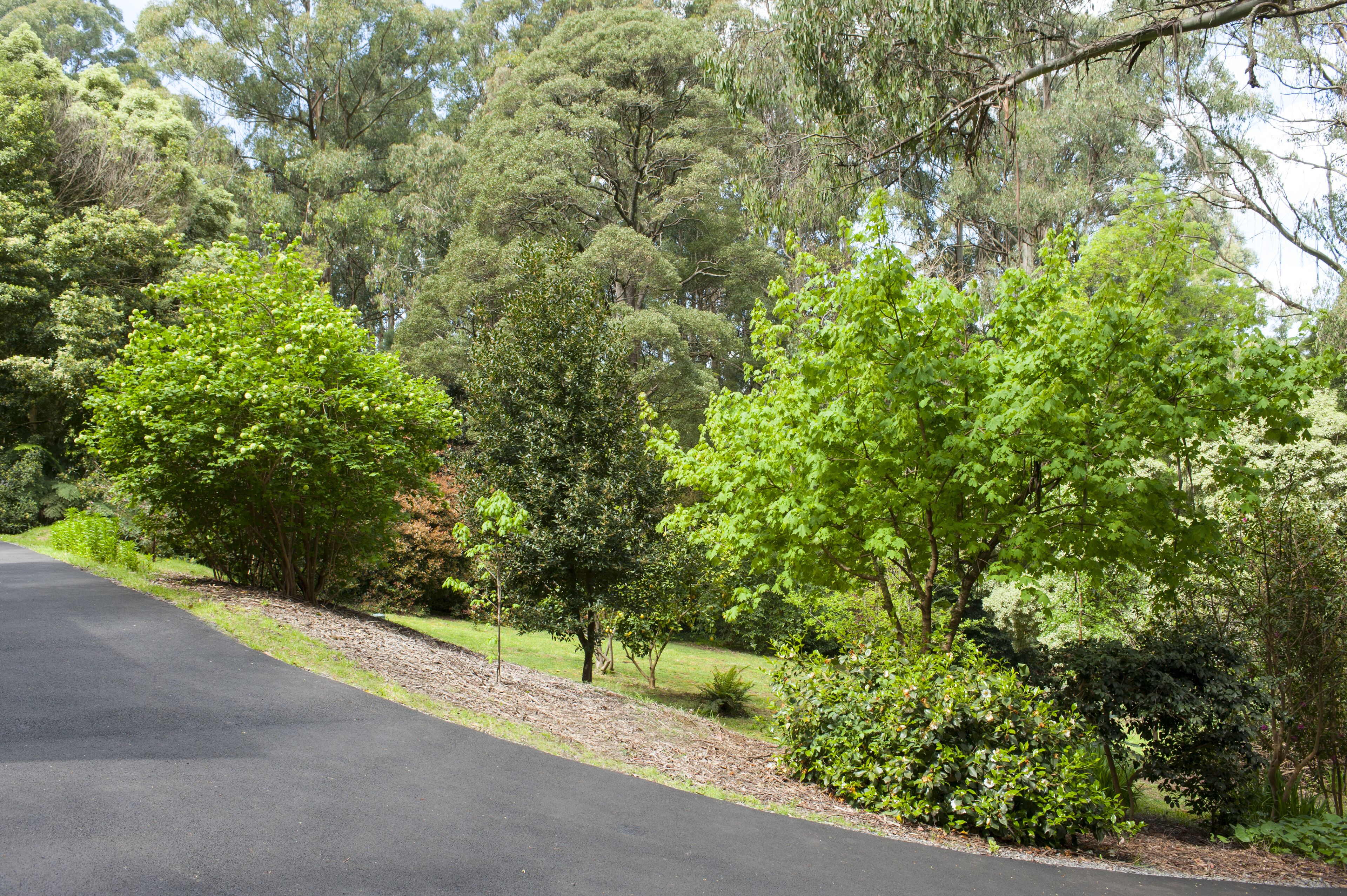 A paved road flanked by dense green foliage and trees.