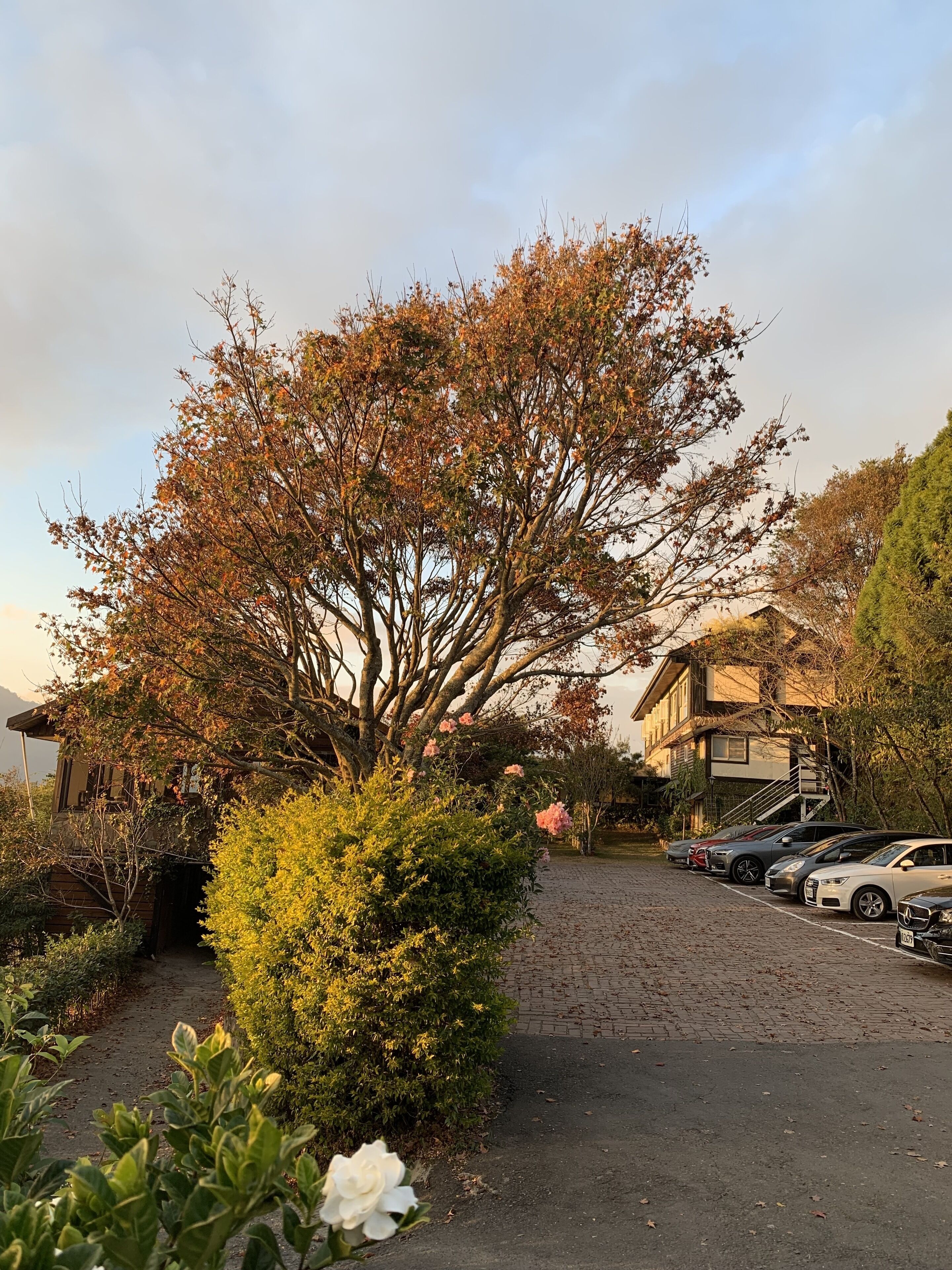 Un área de estacionamiento con autos, un árbol y un edificio con escaleras.