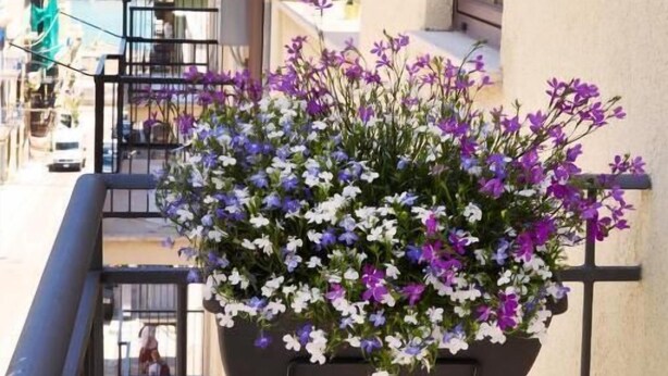 A balcony with a hanging flower planter. - zammu bed and breakfast (Castellammare del Golfo)