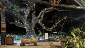 An outdoor area with a large tree decorated with lights, wooden benches, wicker furniture, and potted plants. - Coconut Beach Resort (Tavewa Island)