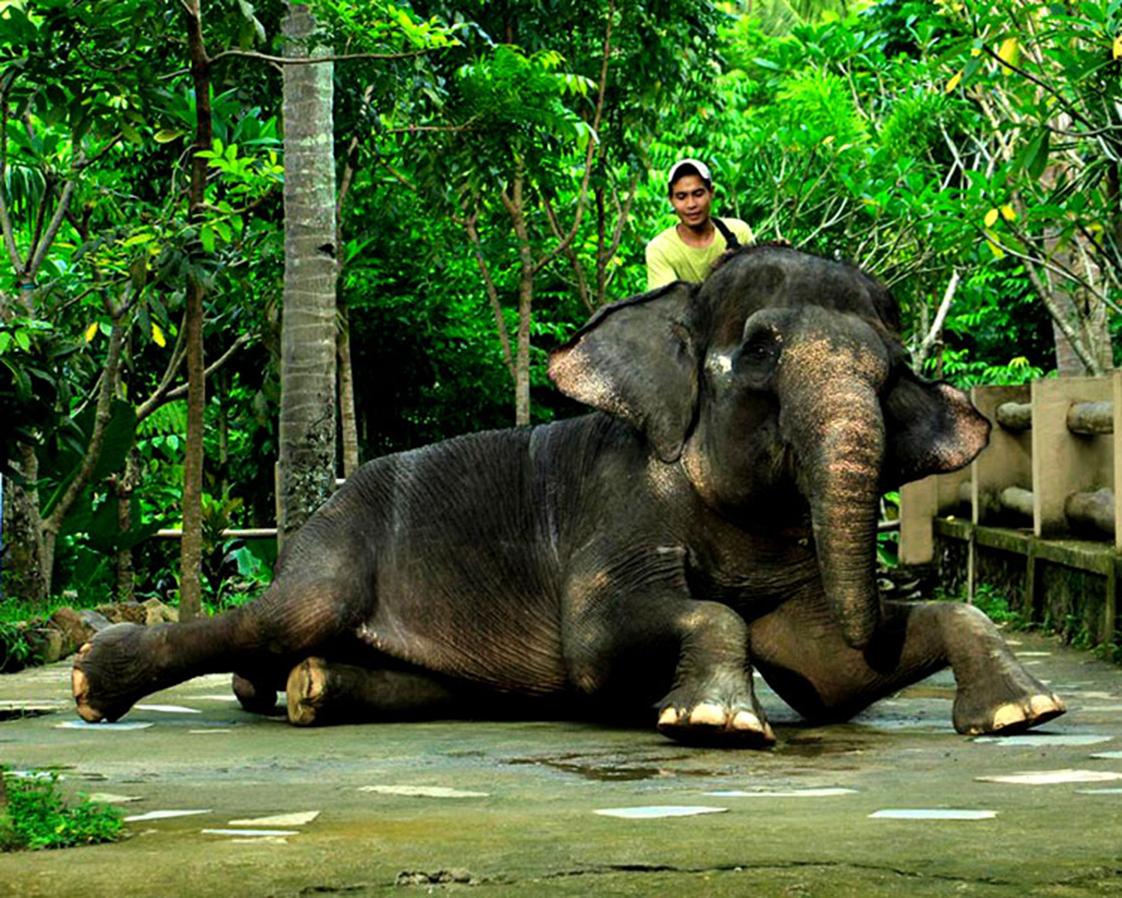 An elephant with a person riding on its back.