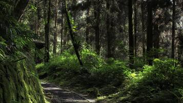 Un área boscosa con un sendero estrecho y cubierto de musgo que atraviesa densos árboles.