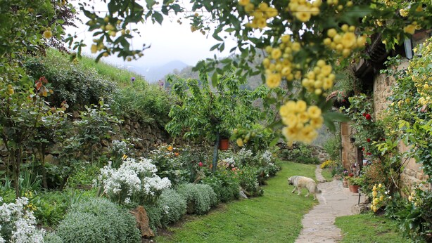Un sentier de jardin bordé d’une végétation luxuriante et de plantes en fleurs.