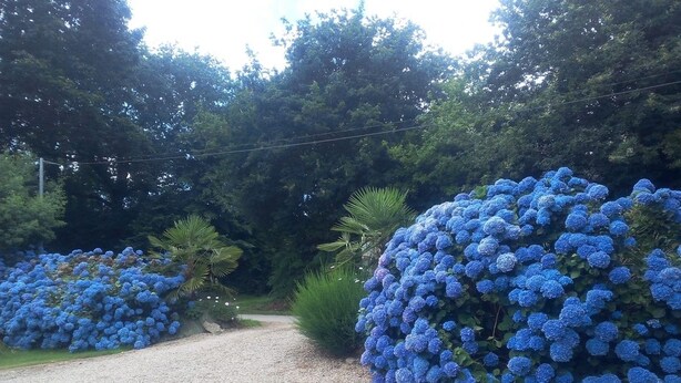 Un sendero de grava que atraviesa un jardín con grandes arbustos de flores azules.