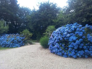 Un sendero de grava que atraviesa un jardín con grandes arbustos de flores azules.