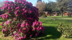 Un gran arbusto de flores rosas vibrantes en un jardín cuidado con cielo despejado.