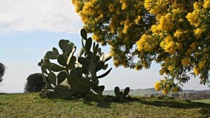 Un cactus dans un champ d’herbe, avec un arbre aux fleurs jaunes en arrière-plan.