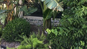 Un giardino con diverse piante, tra cui grandi foglie di banano e vegetazione fitta, di fronte a un edificio dal design moderno.