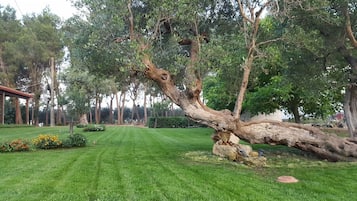 Jardí