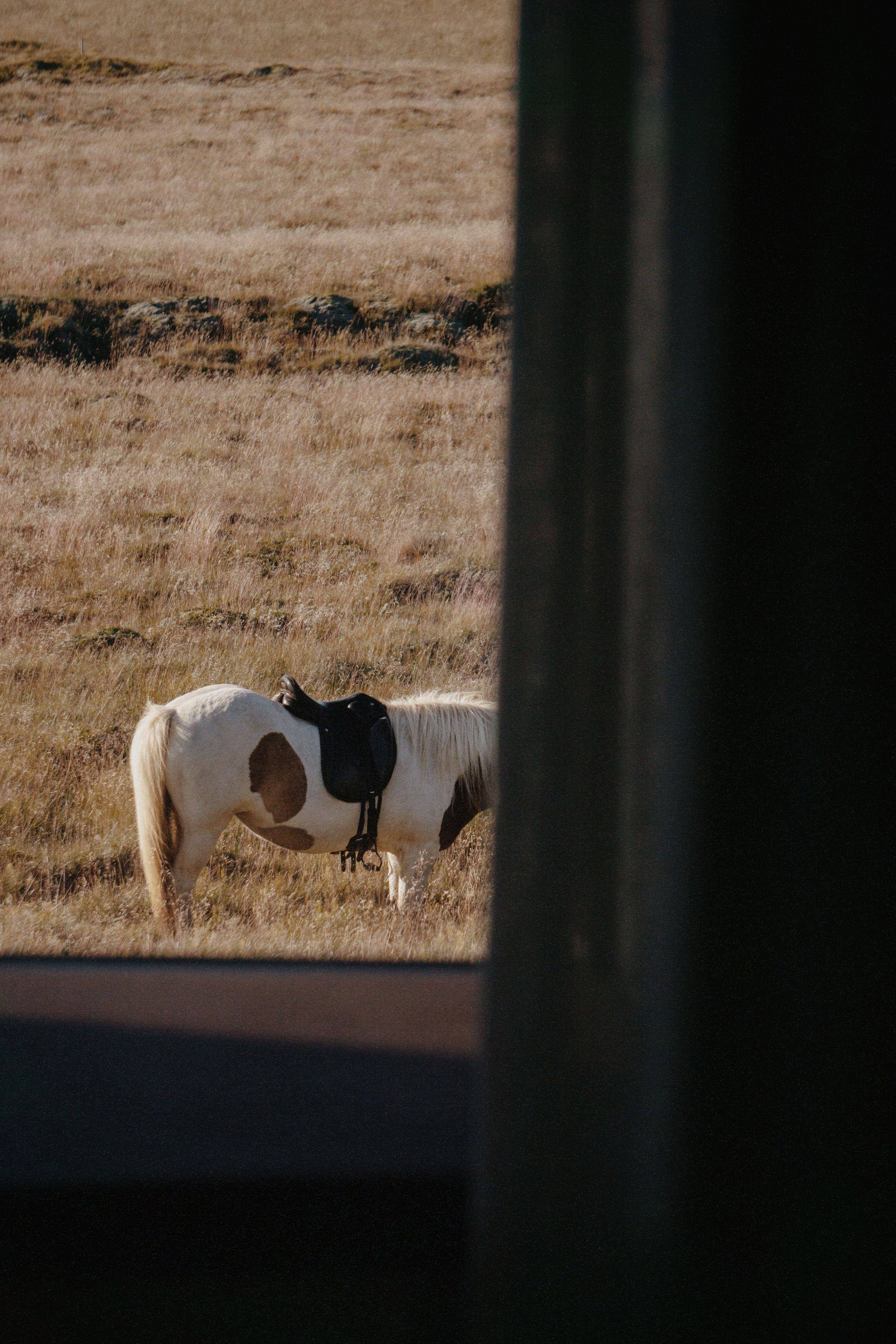 Un caballo pastando en un campo.