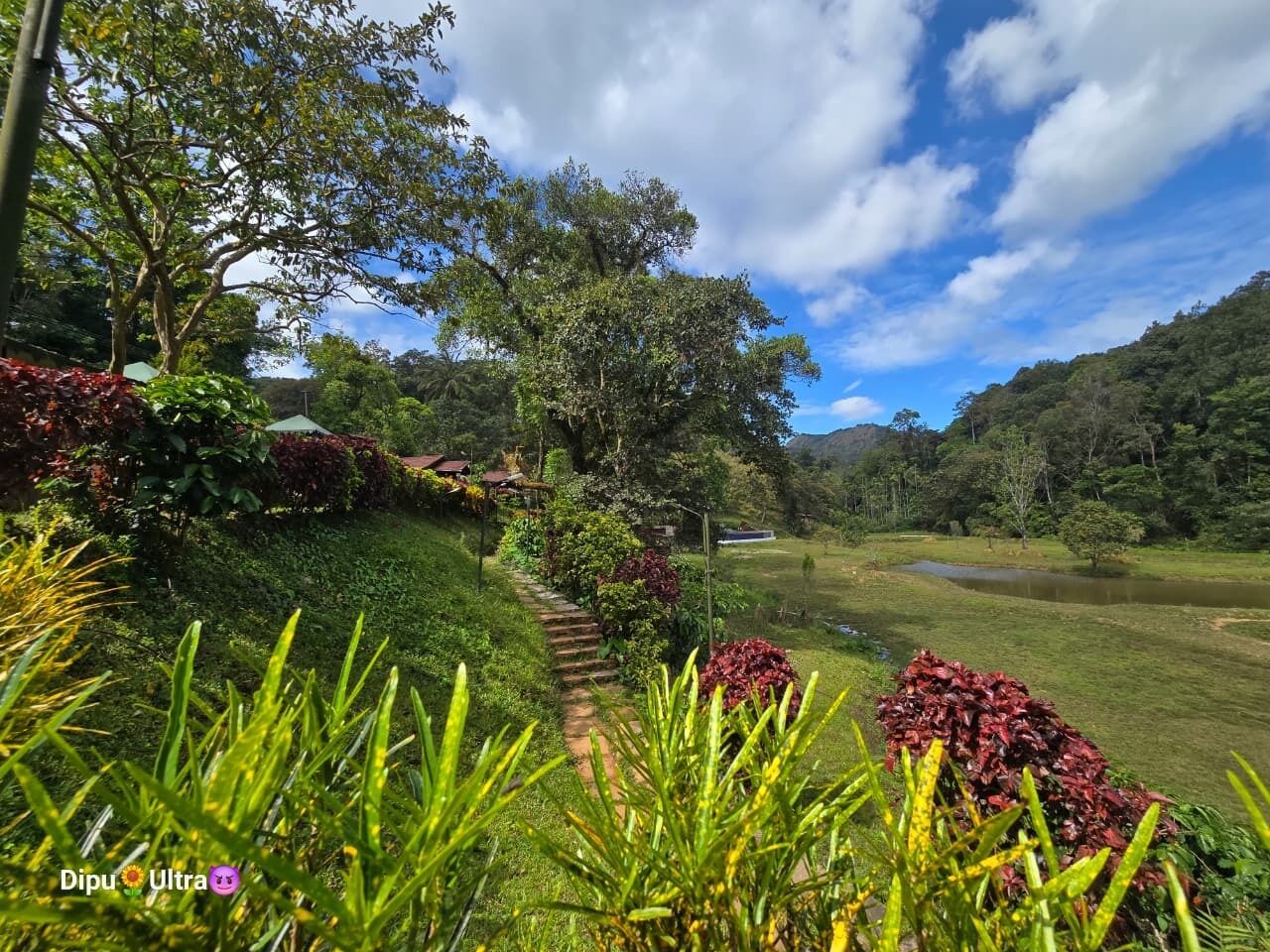 Un exuberante jardín con un sendero que lleva a un estanque, rodeado de abundante follaje y árboles.