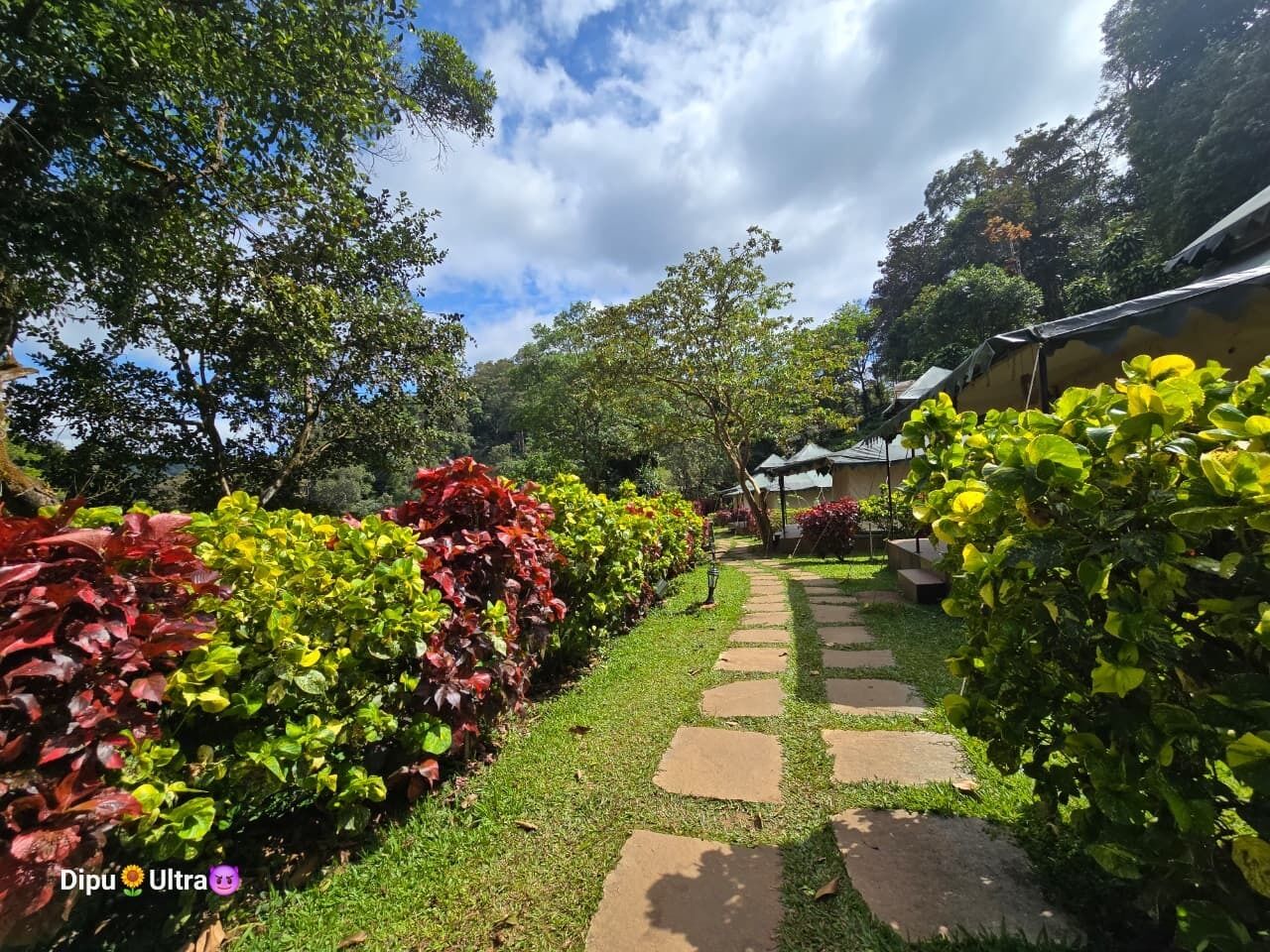 Un sentier de jardin bordé de pierres plates, entouré d’une végétation luxuriante et de différentes espèces de plantes.