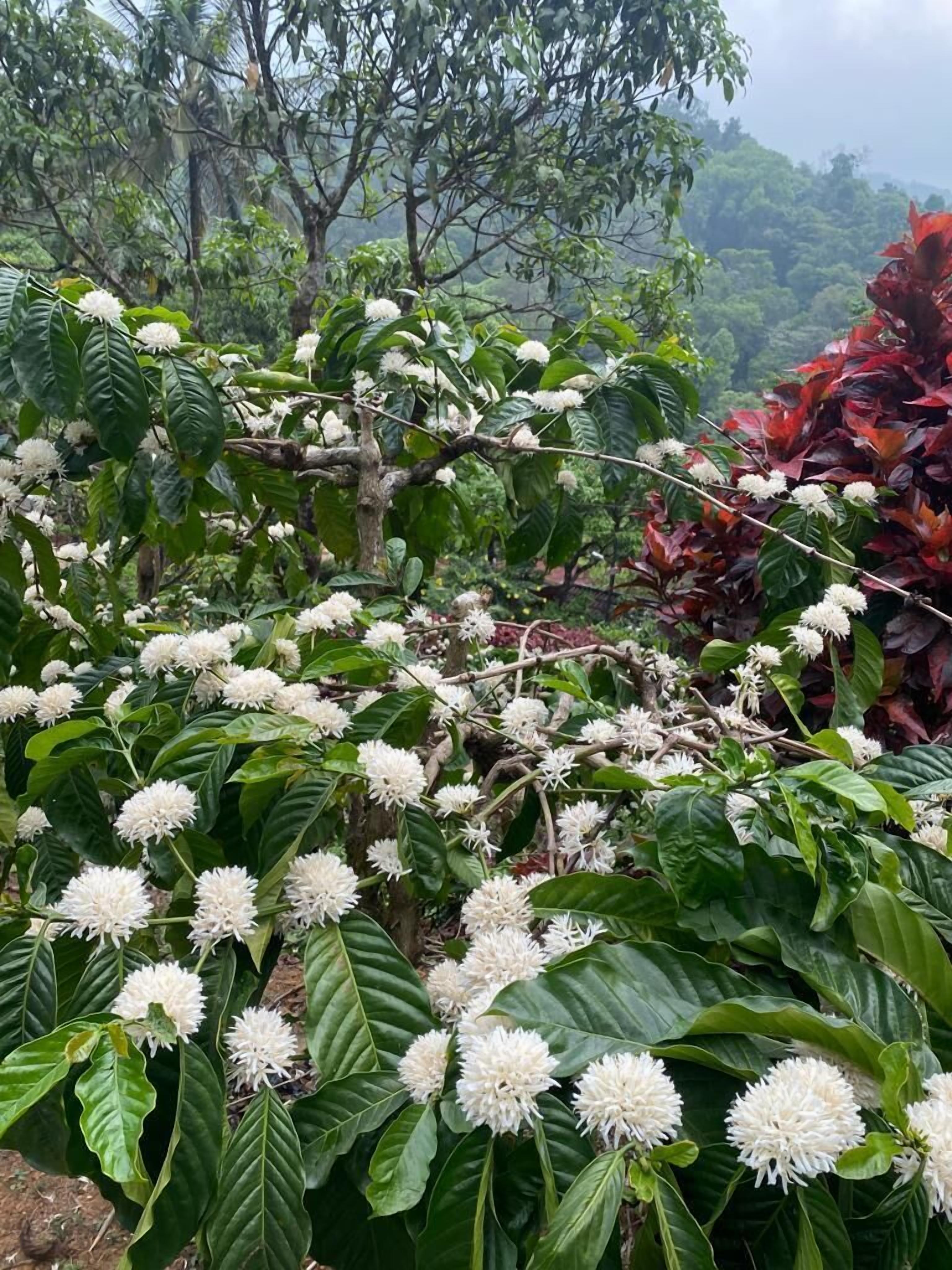 A lush garden with white flowers and green foliage.